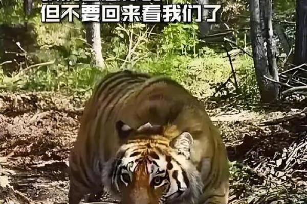 属虎的命硬，你信吗？揭秘背后的原因与故事