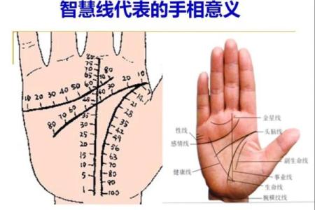 揭示手相中的生命线：它隐藏着你的命运与潜能