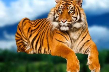 揭秘属虎人的命运，哪些特质使他们人品出众！