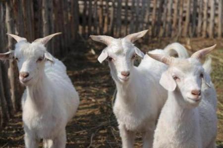 木命人适合养什么羊？让我们聊聊与木命人的缘分！