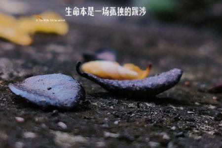 三尺微命，留名一页：细数人生中的点滴瞬间与心灵之旅