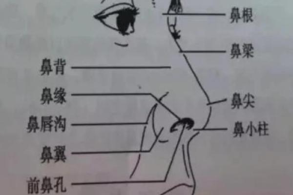 女人鼻形与命运的微妙关系：从相学角度解析