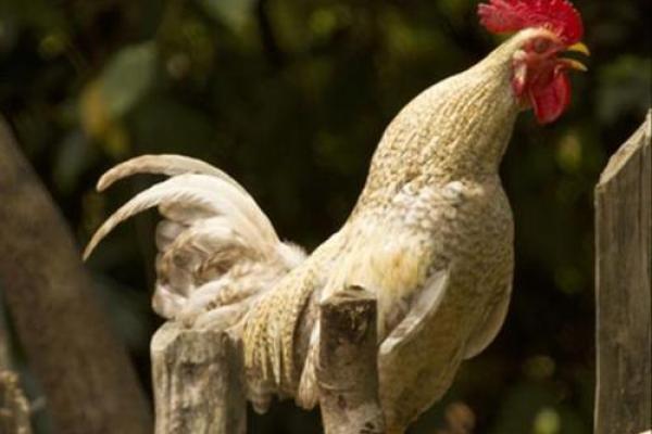 2005年农历属鸡命，探索命理与性格之旅