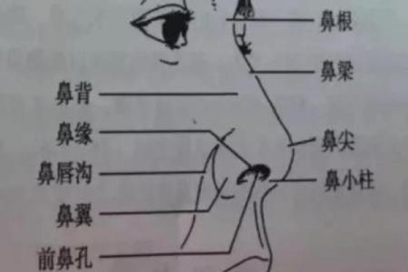 女人鼻形与命运的微妙关系：从相学角度解析