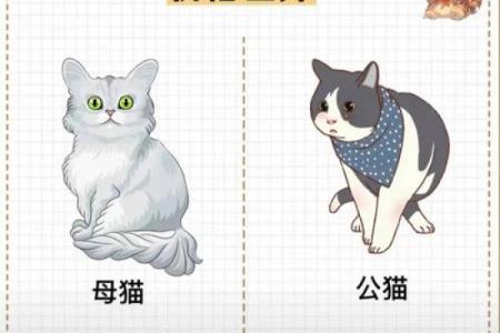 猫咪的神秘：九命传奇与生肖的奥秘探讨