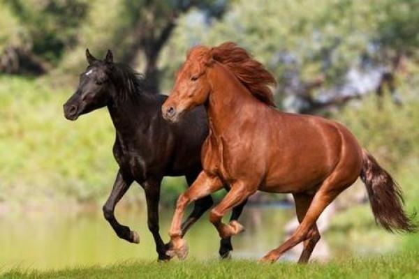 属马1978年生的朋友们，如何选择适合你的命运之路？