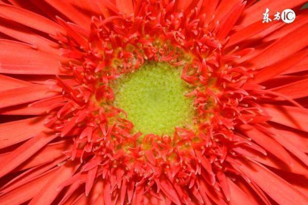 属相与命运：为何越老越富贵却命运多舛？