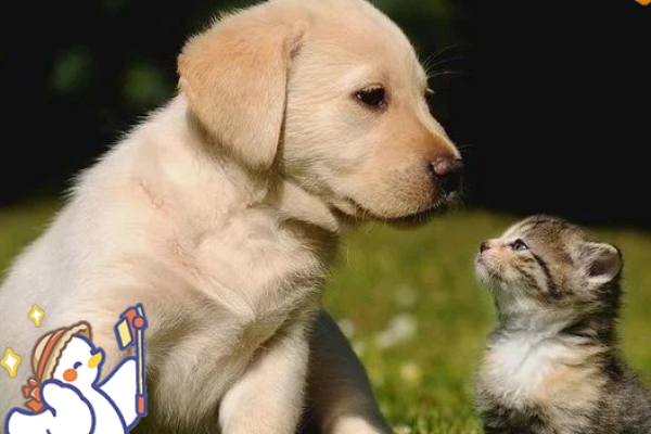 什么样的命格适合养猫狗？揭秘你的宠物选择之道！