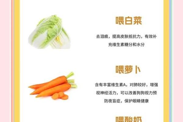 属猪金命适合养什么宠物？探索最佳伴侣与养护指南！