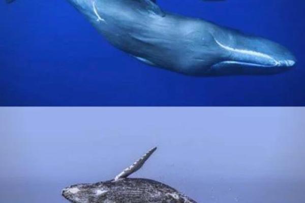 奇妙海洋生物:揭密它们竟然拥有两条命的秘密 奇妙海洋生物:揭密它们竟然拥有两条命的秘密