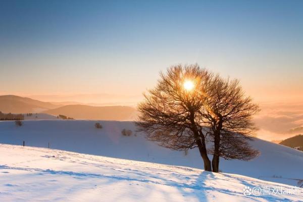 三虎命男孩的命理解析与独特人生旅程