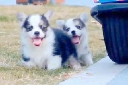 什么样的命格适合养猫狗？揭秘你的宠物选择之道！