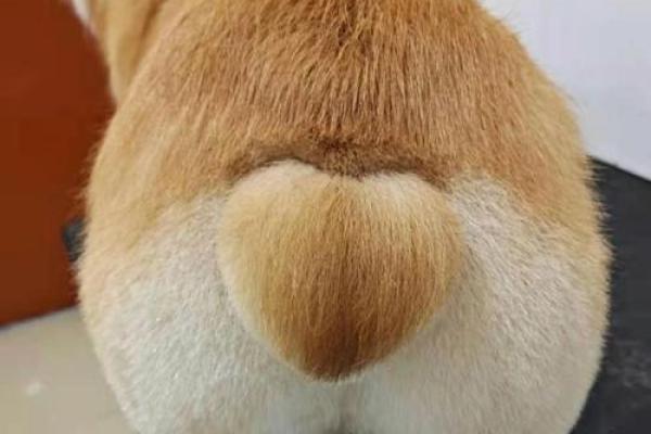 屁股上长毛是一种什么命运?探索毛发与个性之间的微妙联系 屁股上长毛是一种什么命运?探索毛发与个性之间的微妙联系