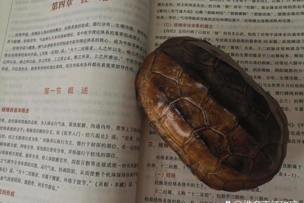 属鸡未时出生的人生格局与命理解析