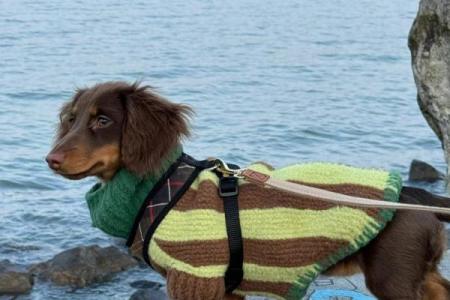 屁股上长毛是一种什么命运？探索毛发与个性之间的微妙联系