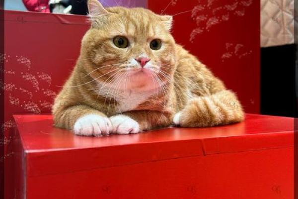 传说中的七命生物：探索猫的神秘世界