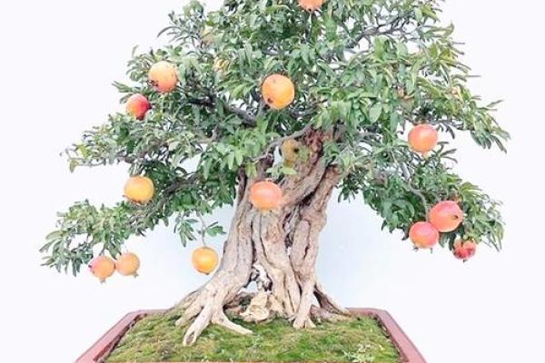 石榴木命男人适合养什么植物？探寻最佳植物伴侣！