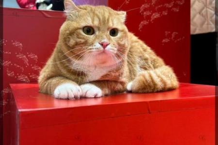 传说中的七命生物：探索猫的神秘世界