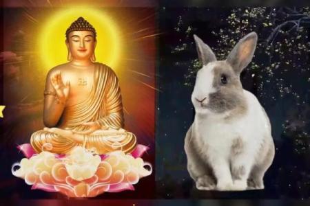 三十五岁属兔的命运与人生智慧：如何迎接未来的挑战与机遇