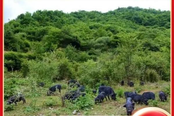 山下火命者适合养殖哪些动物？探寻最佳养殖方案！