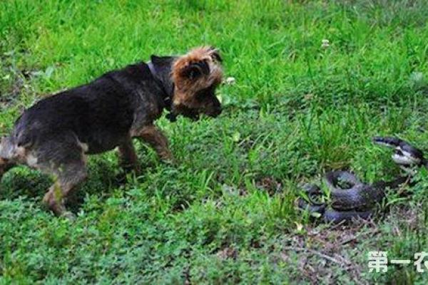 蛇与狗：命中的相遇与和谐之道