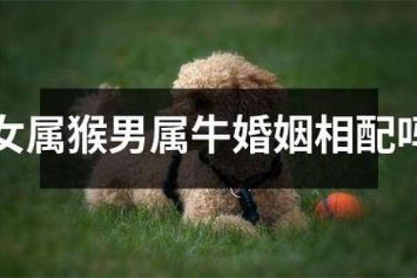 木猴命男与什么命女最合拍,揭秘完美配对! 木猴命男与什么命女最合拍,揭秘完美配对!