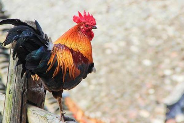 解读“七零八落皆是命”，探寻它背后的生肖含义