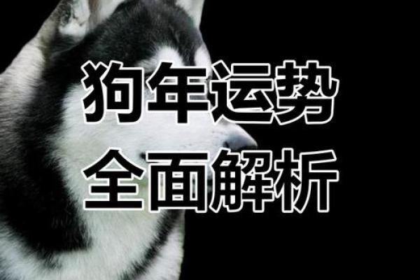 属狗之人,19日出生,命运解析与人生指引 属狗之人,19日出生,命运解析与人生指引