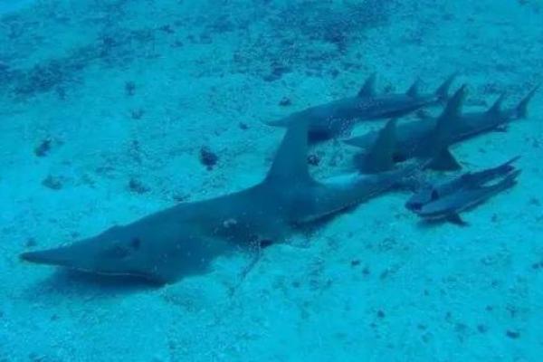 神秘海洋生物:拥有两条命的奇妙生物生活探秘 神秘海洋生物:拥有两条命的奇妙生物生活探秘