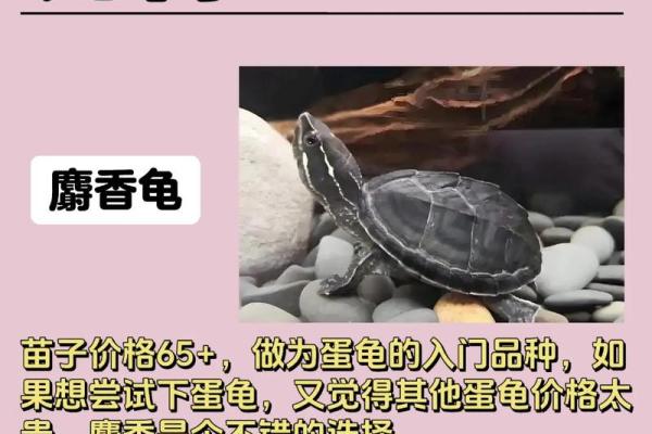 从龟的冬眠看生命的脆弱与智慧