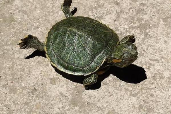 从龟的冬眠看生命的脆弱与智慧