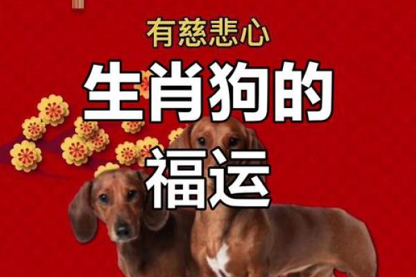 属狗女生与孩子命运:探究狗年出生孩子的幸福与潜力 属狗女生与孩子命运:探究狗年出生孩子的幸福与潜力