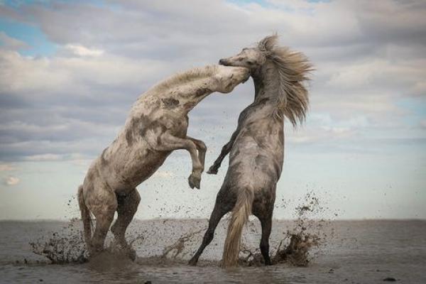《托孤寄命：谈一谈人类与动物间的情感纽带》