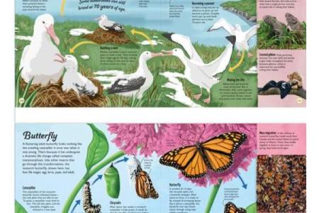 了解金命动物：揭示五行与命理的秘境之旅