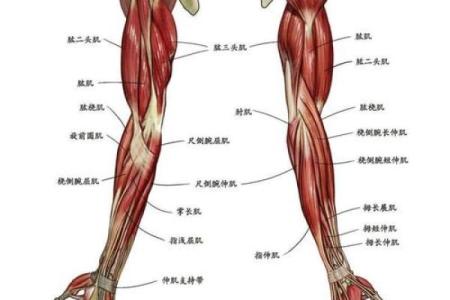 男人的手臂粗长与命运的关系探讨