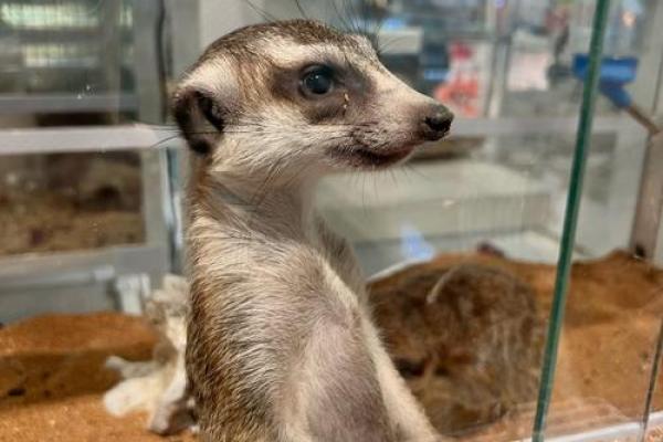 根据命的人养宠物，总能与小生命共度快乐时光！