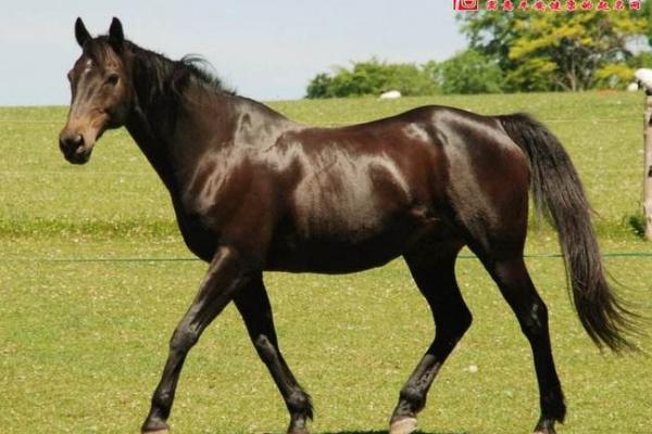 属马人的命理解析：如何让生活如日中天，马烈照耀人生！