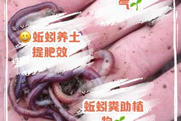 蚯蚓的九条命:生命力的象征与启发 蚯蚓的九条命:生命力的象征与启发