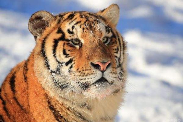 属虎24岁,最佳命运与生活选择的深度解析 属虎24岁,最佳命运与生活选择的深度解析