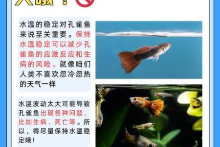 适合养鱼的人：从命理角度探索水族世界的魅力