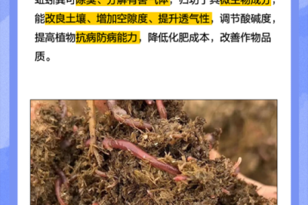 蚯蚓的九条命：生命力的象征与启发