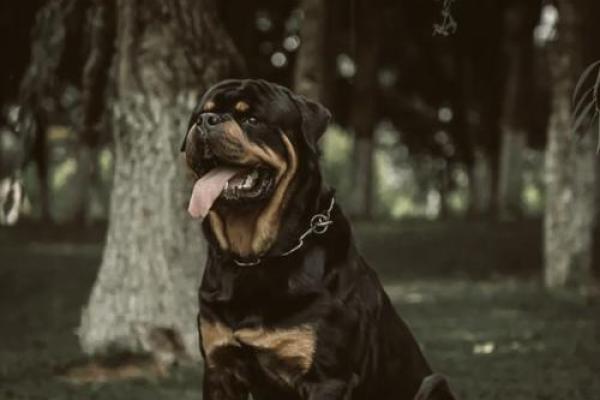 属狗的火命：热情如火的忠诚守护者