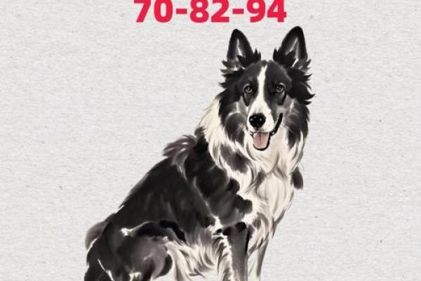 属狗的虎夜行：命运与性格的奇妙交织