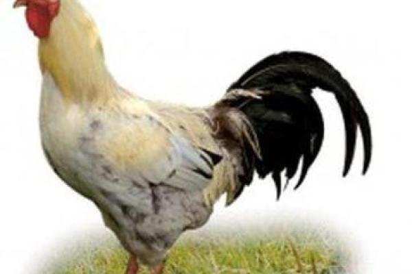 属鸡女在酉时出生的命格解析与人生运势