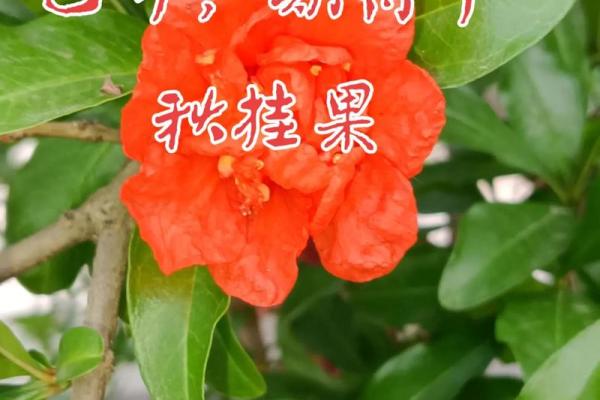 揭开石榴木命的商业潜力:适合的行业与生意建议 揭开石榴木命的商业潜力:适合的行业与生意建议