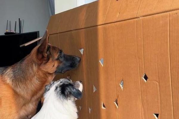 生肖狗：谈谈最崩溃的命运与心态调整之道