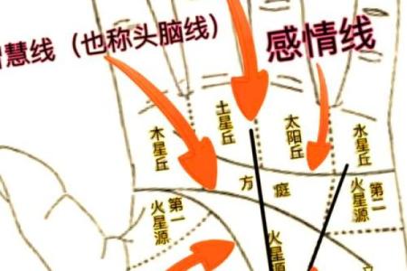 手掌中的命运之纹：解读生命线与智慧线的奥秘