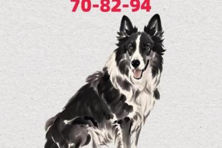 生肖狗：谈谈最崩溃的命运与心态调整之道