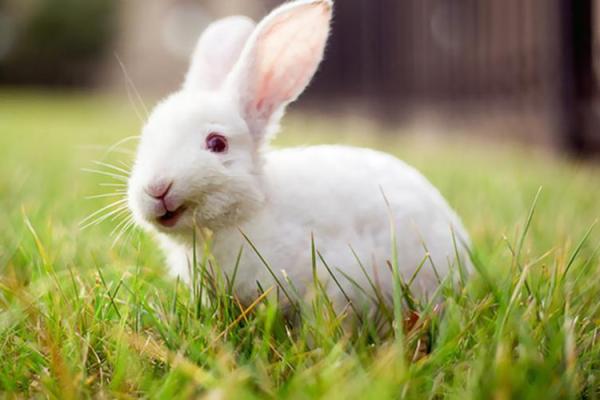 逆天改命：在动物界中谁能称霸？探索最强动物的秘密