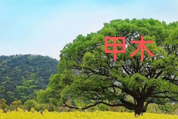 木命人适合与哪些命合财运？揭秘最佳搭配！